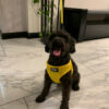 Cão pequeno a passear com peitoral em rede e trela