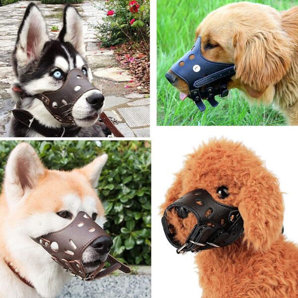 Cães de várias raças a usar o açaime de couro