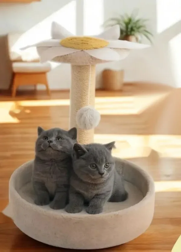 H08278a9c511346d194ef5926880525903.webp Arranhador de sisal para gato Bafinho, suspenso