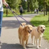 Trela dupla para cão Bafinho, nylon trançado anti-nós