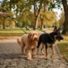 Trela dupla para cão Bafinho, nylon trançado anti-nós
