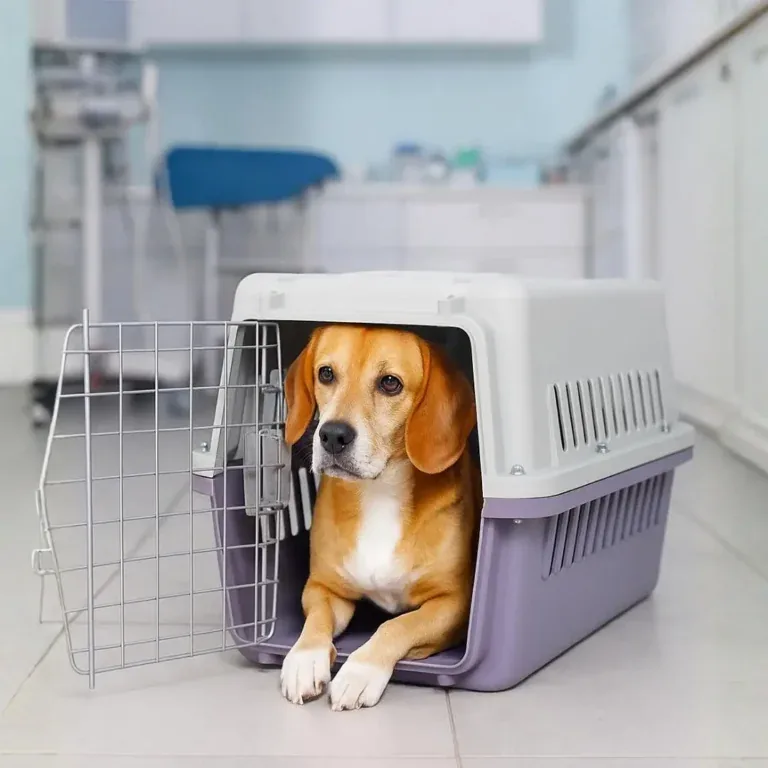 Transportadora rígida para gato e cão Bafinho