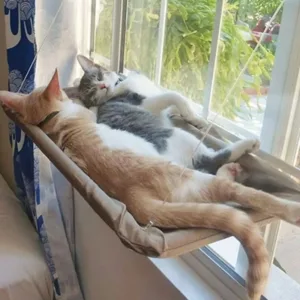 S3d88d98a96734bc5bf78fe1aa702ef7fb.webp Gato deitado na cama de janela com ventosas Bafinho