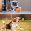S7b3afb14fa7d4d8888cf6f2402034e6bh.webp Gatinho e cão a perseguir a bola interativa laranja