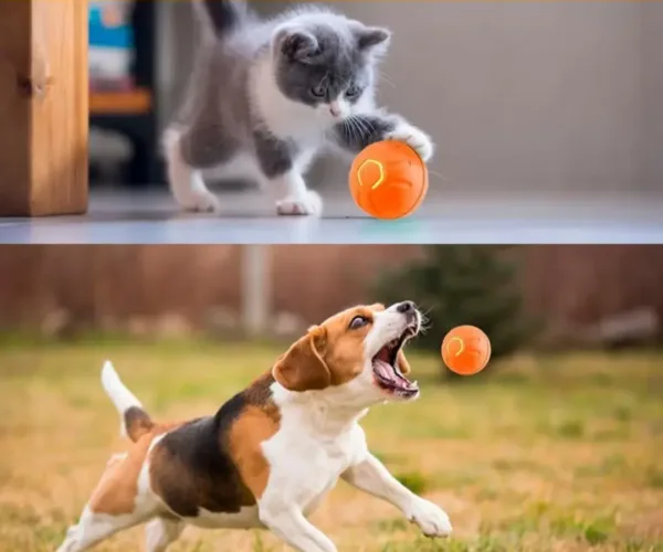 S7b3afb14fa7d4d8888cf6f2402034e6bh.webp Gatinho e cão a perseguir a bola interativa laranja