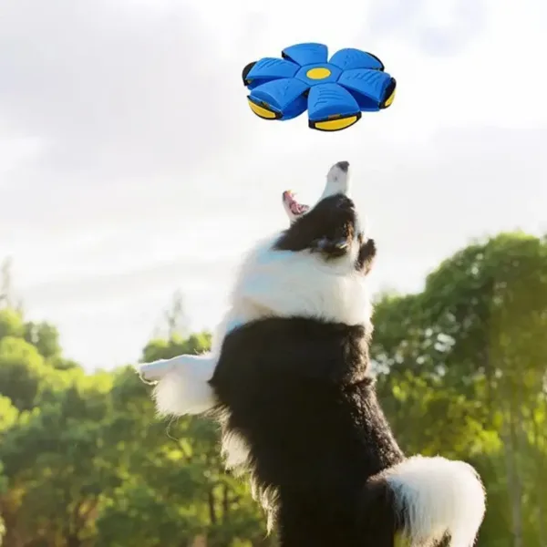Cão a apanhar o disco voador transformável azul