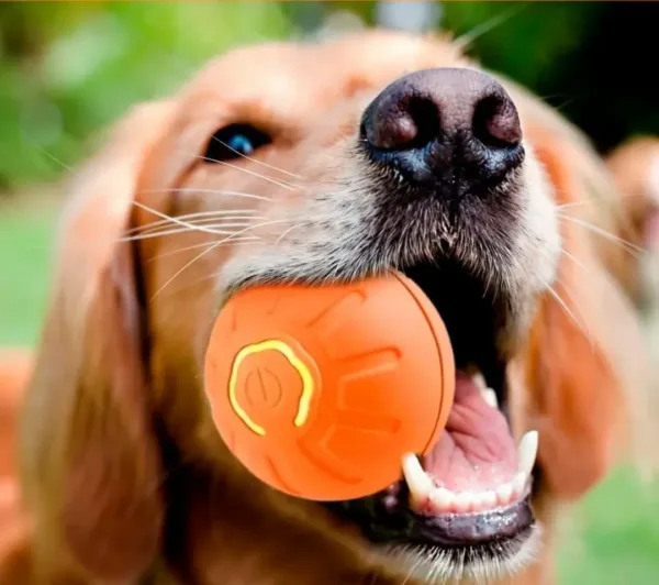 Sd782e95471b24a8ba4514ccd524d515ay.webp Cão a segurar na boca a bola interativa laranja
