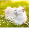 Gato tranquilo num campo de flores após aplicação do repelente