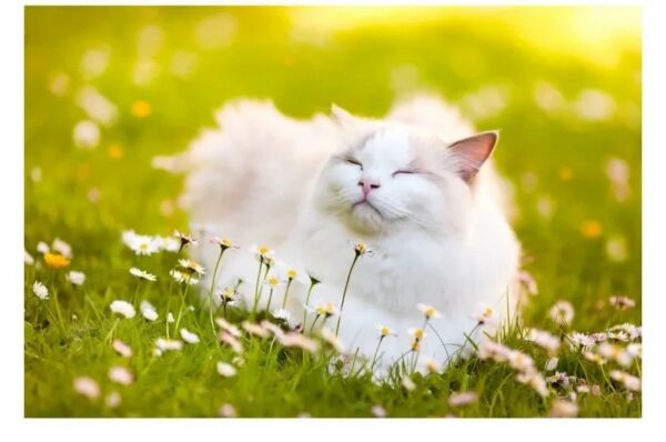 Gato tranquilo num campo de flores após aplicação do repelente