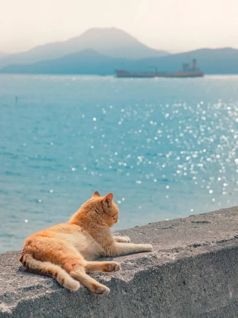 Gato laranja sentado no exterior junto a uma zona costeira