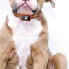Cachorro a usar a coleira com o rastreador GPS 4G
