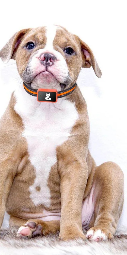Cachorro a usar a coleira com o rastreador GPS 4G