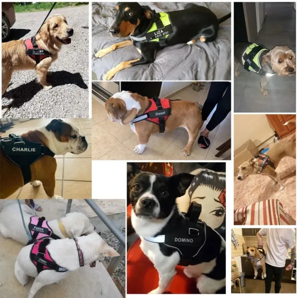 Colagem de cães de clientes a usar o arnês personalizado