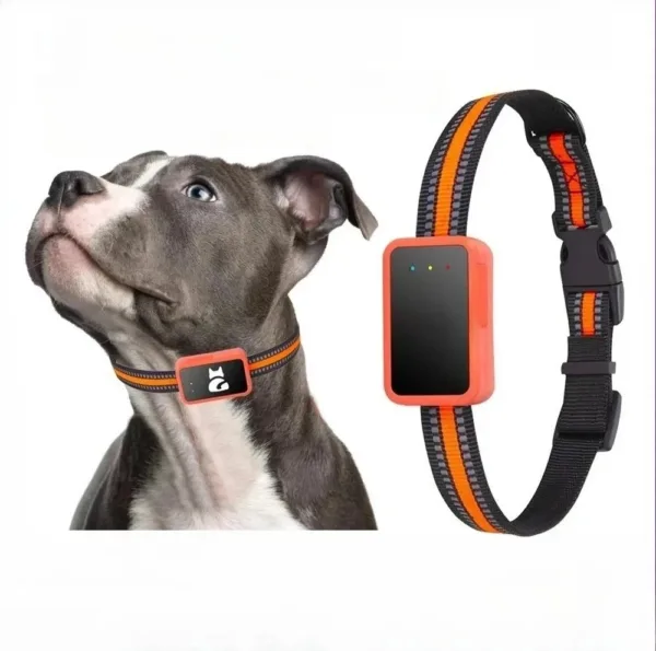 Cão com a coleira GPS 4G, detalhe da unidade