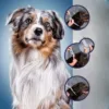 Cão com coleira ajustável, passos de colocação