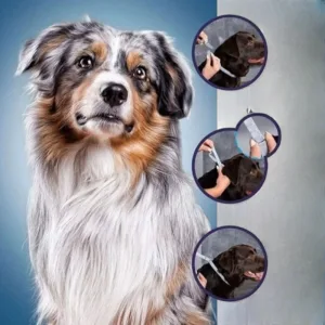 Cão com coleira ajustável, passos de colocação