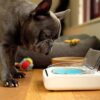 Cão a utilizar o prato automático SureFeed Cão junto ao prato automático SureFeed com a tampa aberta