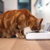 Gato a utilizar o prato automático SureFeed Gato a comer no prato automático SureFeed com a tampa aberta
