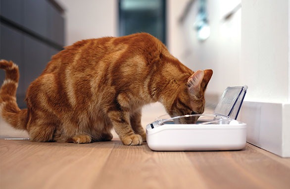 Gato a utilizar o prato automático SureFeed Gato a comer no prato automático SureFeed com a tampa aberta